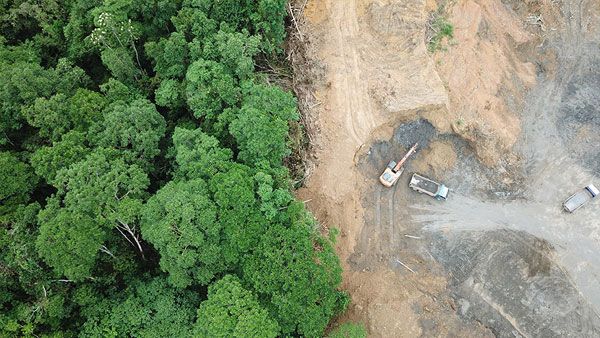 Calls for sovereign bond to curb Brazil deforestation