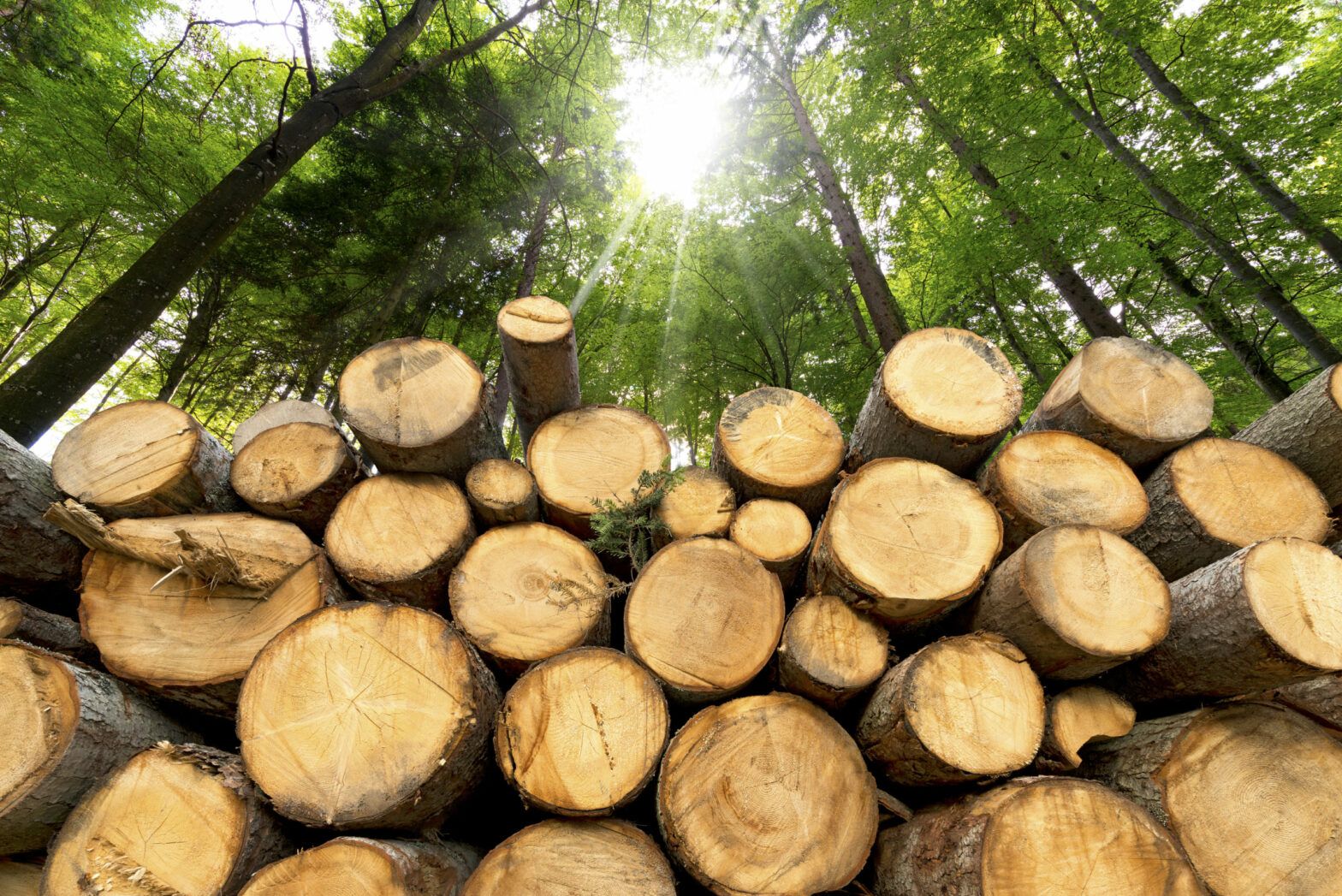 Wood products are a climate change solution
