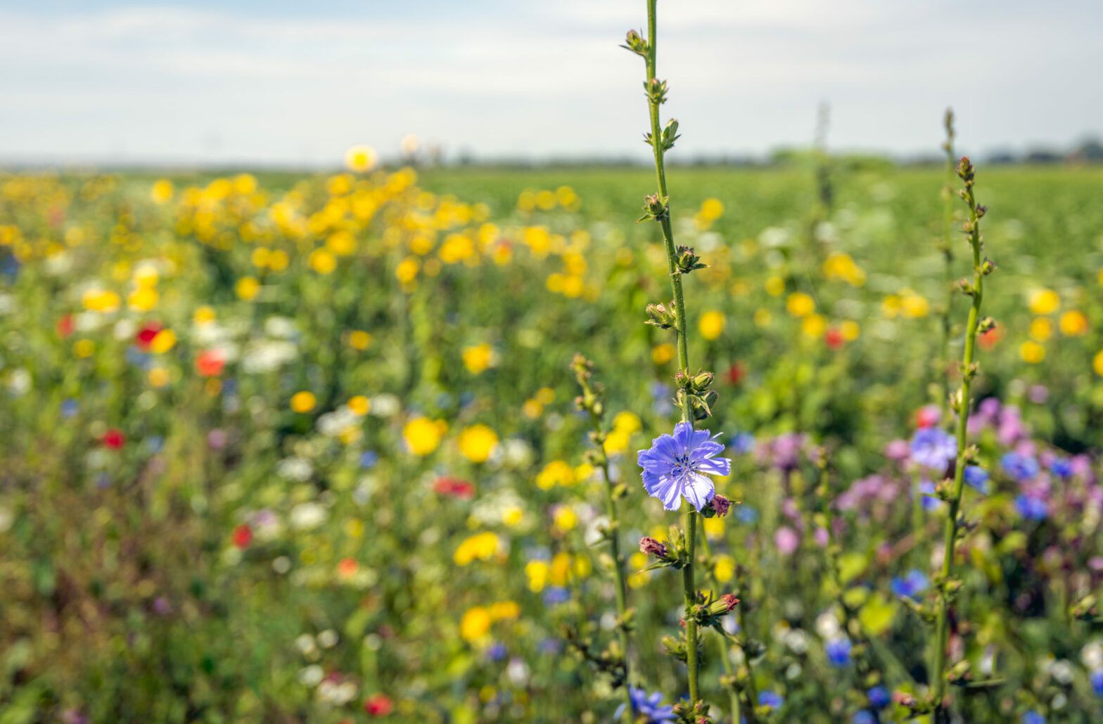 UK and France launch joint biodiversity credits initiative
