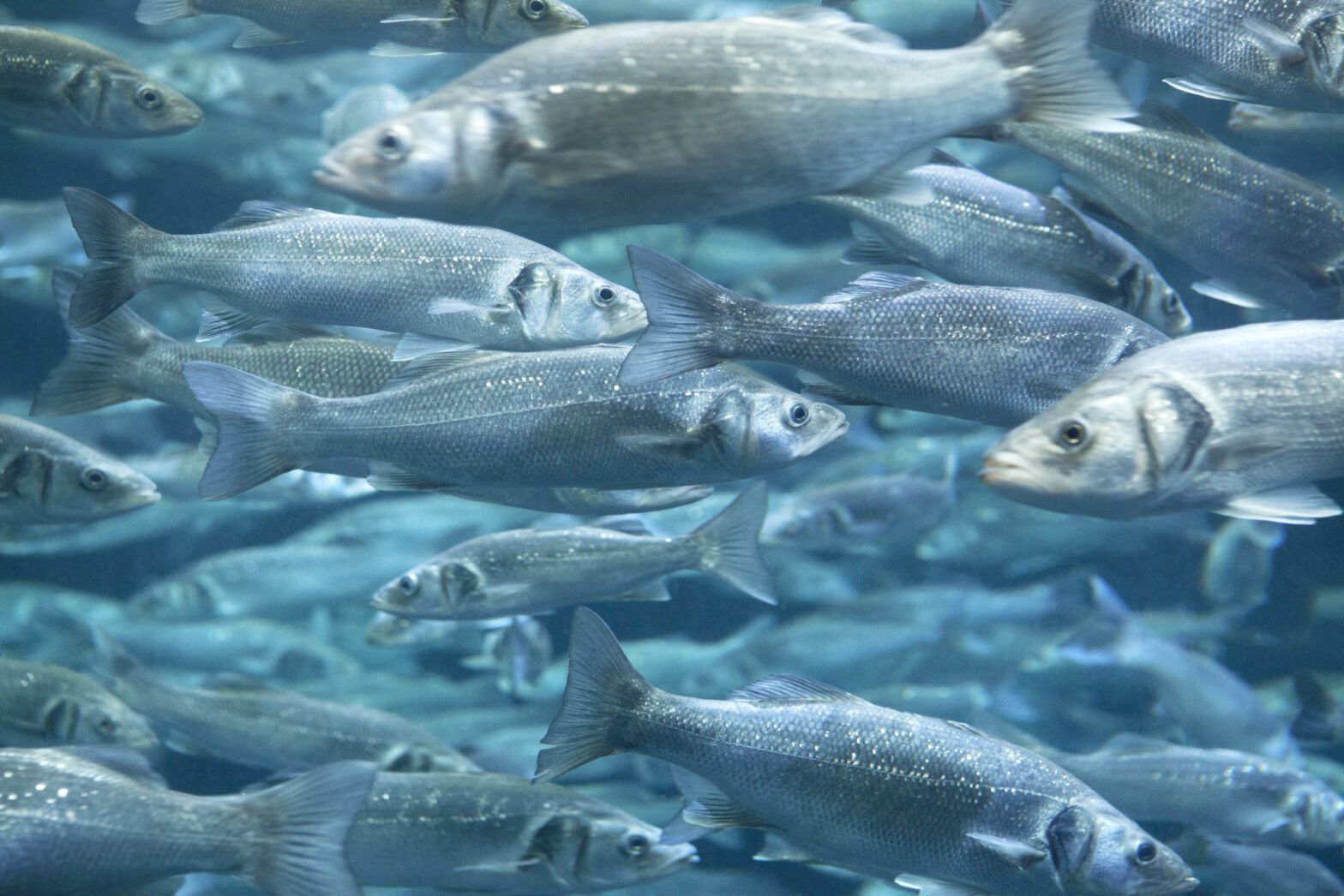 The risks and rewards of aquaculture