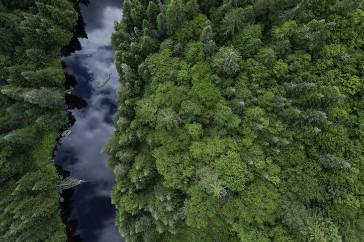Global investors join deforestation initiative