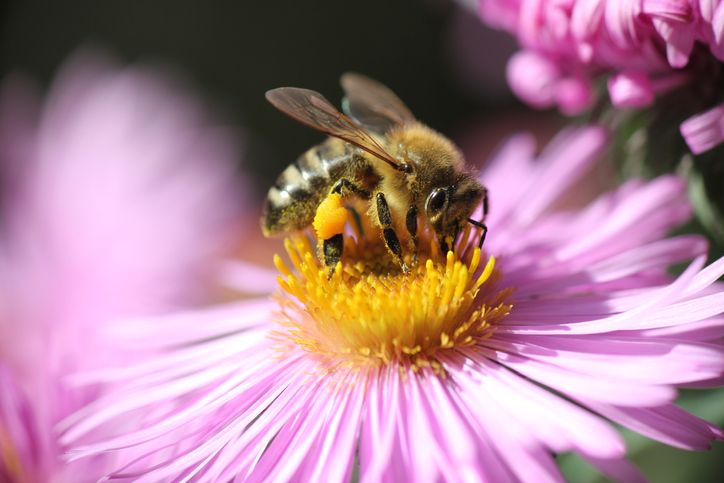 Biodiversity tool shows impact on portfolios