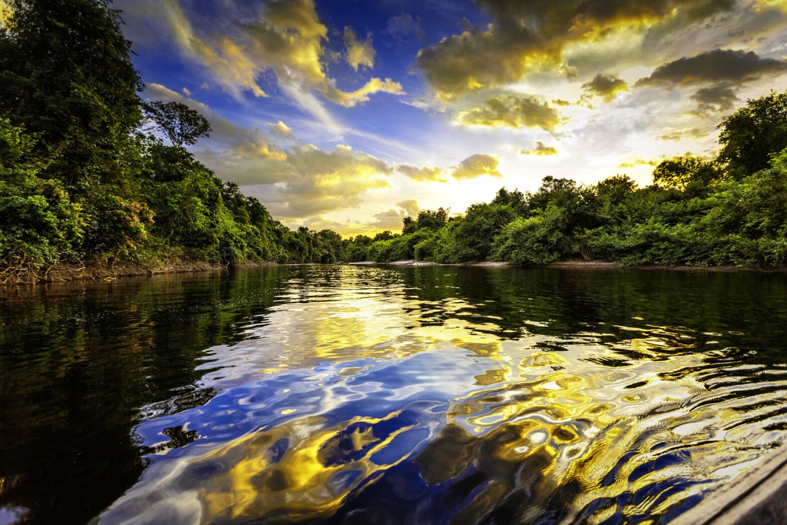 The Amazon’s biodiversity: The real winning lottery ticket
