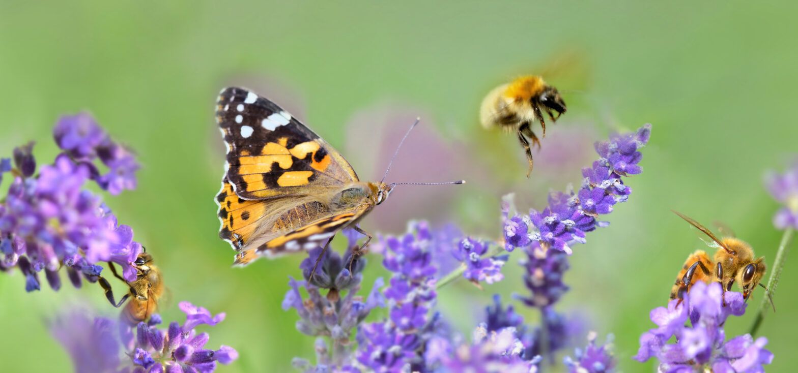 Finance firms call for ‘ambitious’ biodiversity framework