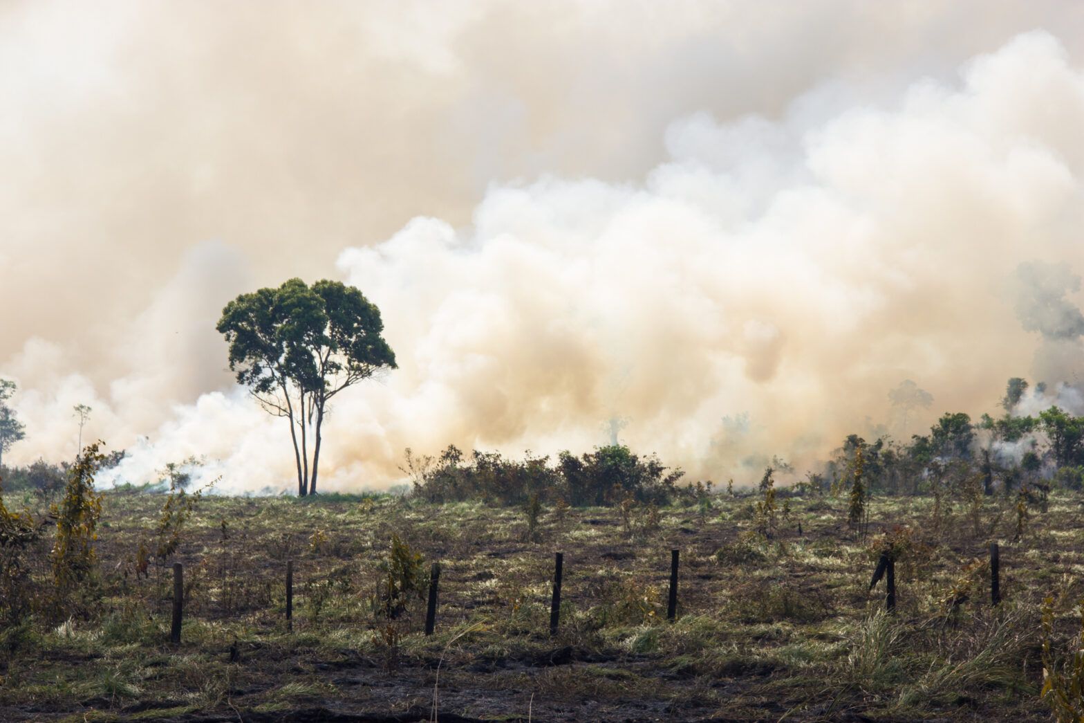 Calls to mandate biodiversity disclosure at COP15