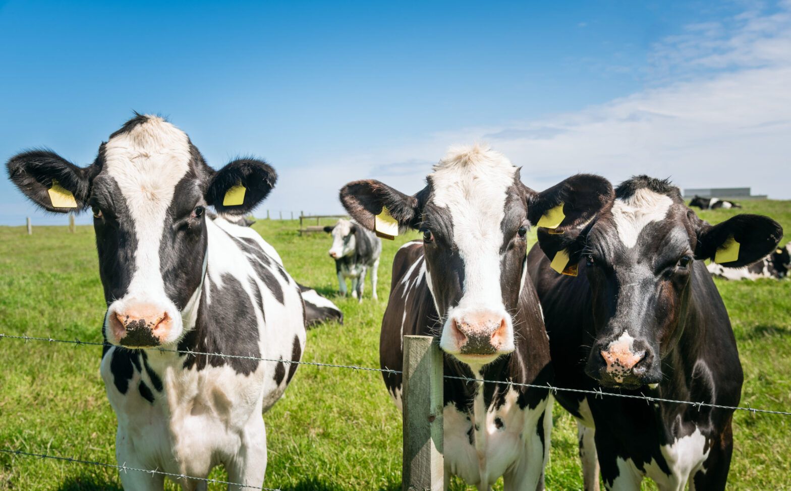 Are cows the new coal?