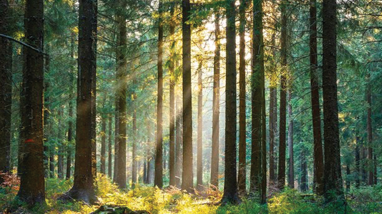 Big names line up to fund forest carbon marketplace