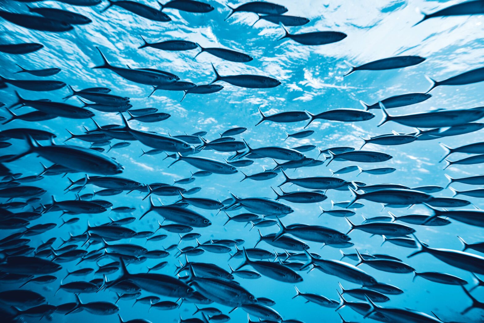 Blue bond could help replenish ocean fish stocks by 2040