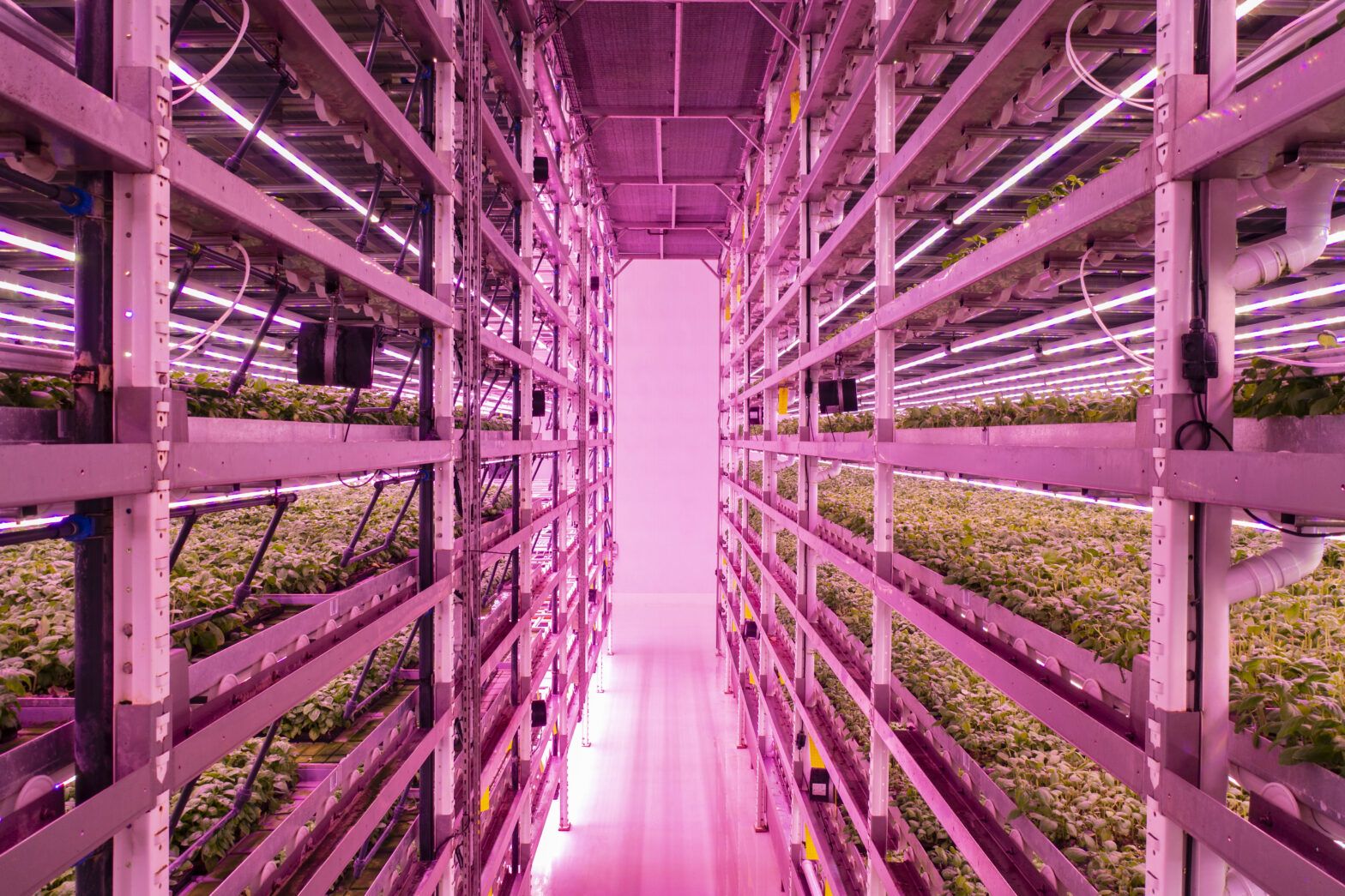 The only way is up – vertical farming
