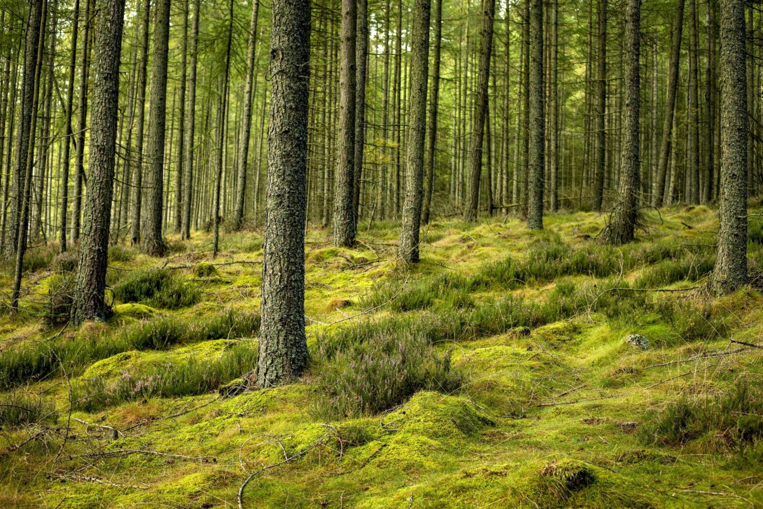 Gresham House launches Irish forestry fund