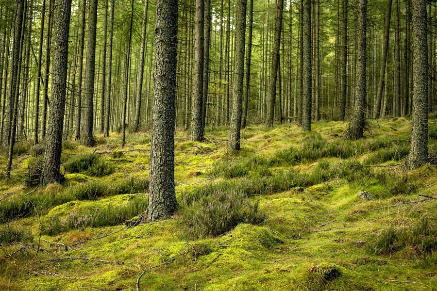 ‘Natural capital’ strategies now offered by over 50 asset managers