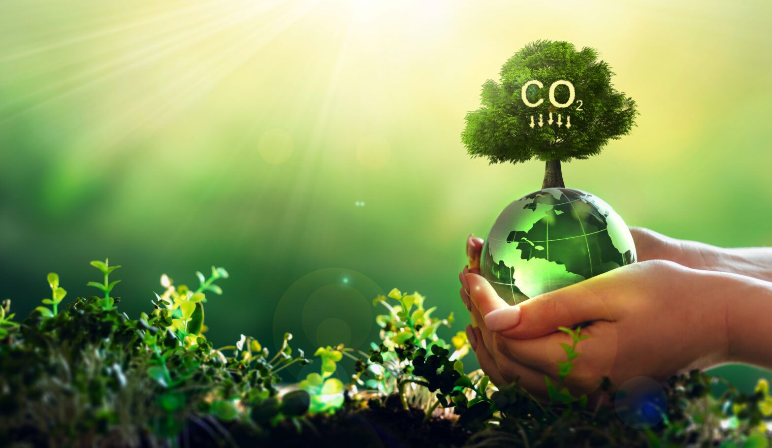 TAM reduces carbon footprint with offsetting initiatives