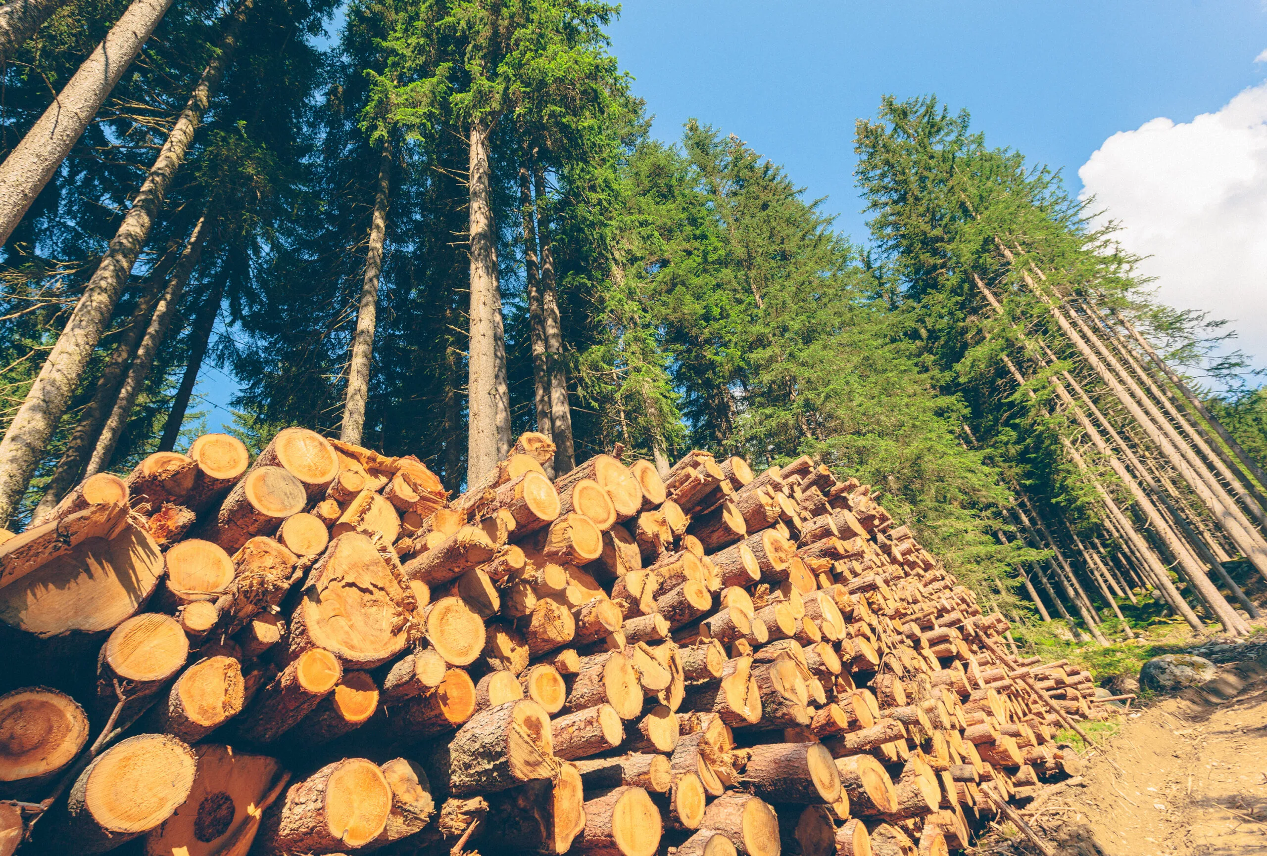 Gresham House takes majority stake in Mississippi-based forestry manager - PA Future