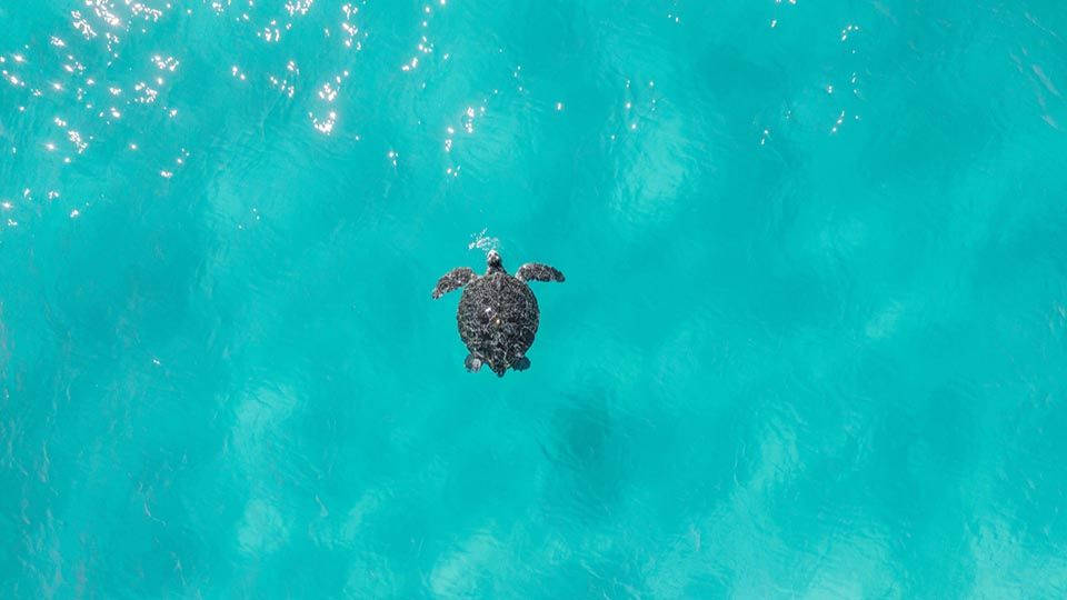 Aerial view of a turtle in blue water