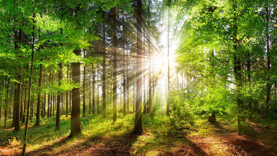 Panoramic landscape: beautiful rays of sunlight shining through green foliage in a forest clearing