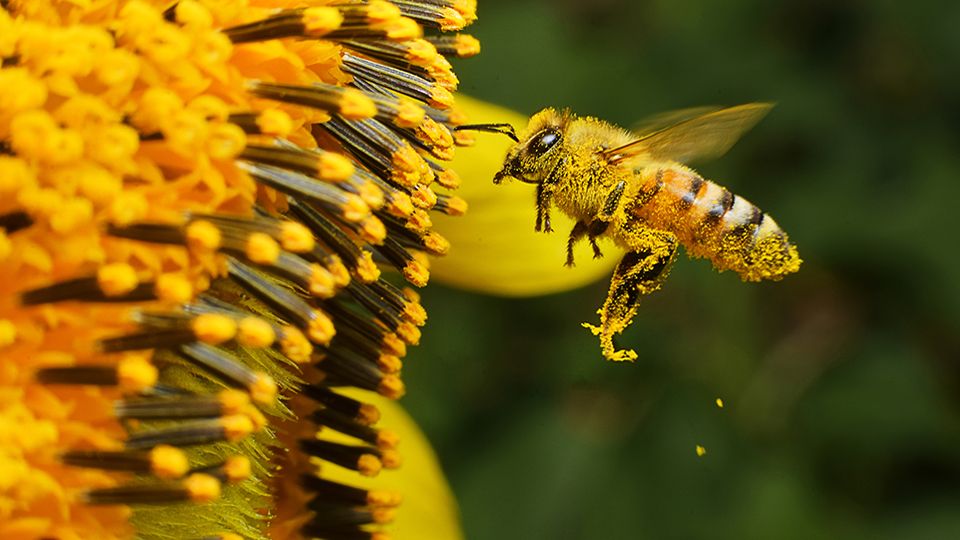 A Bee hovering while collecting pollen from sunflower blossom, Thailand.