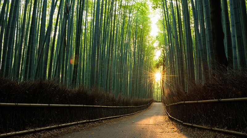 Beauty in nature at a pristine bamboo forest at sunrise