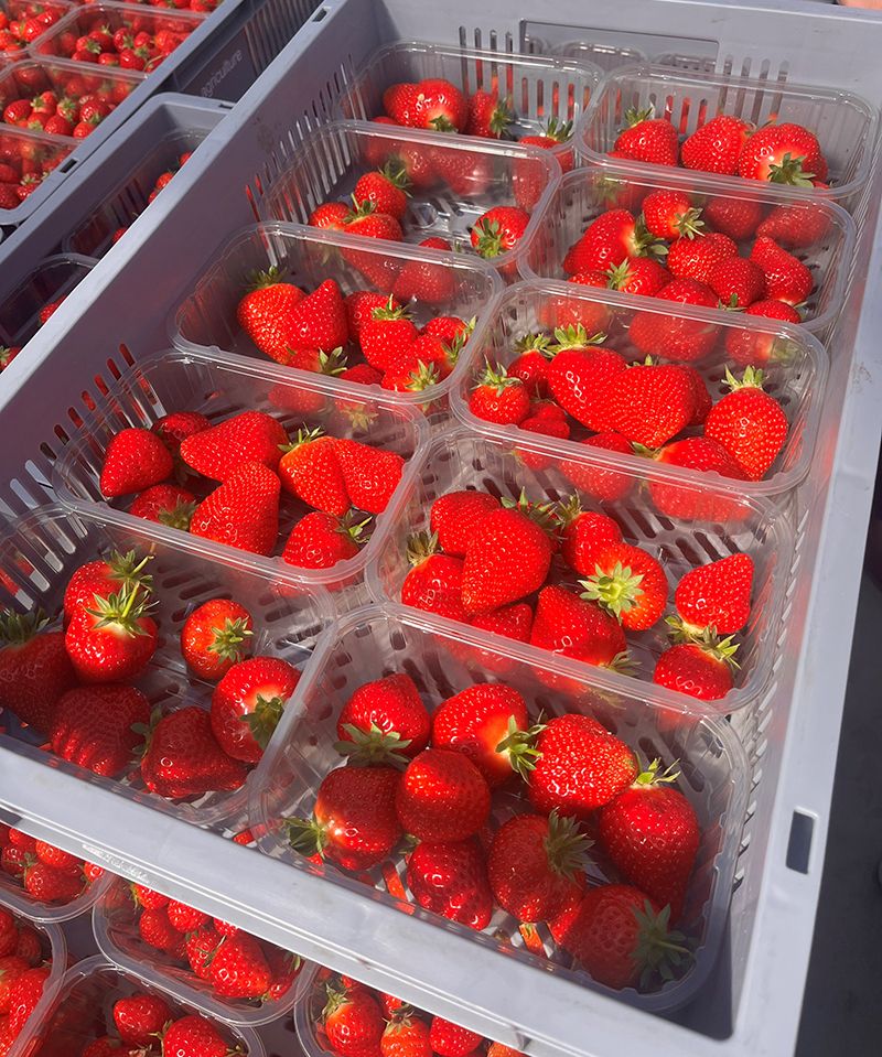 A crate of strawberries