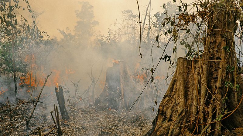 "amazon rainforest, fire, global warming"