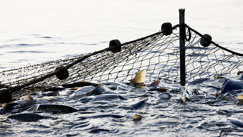 Hundrets of fishes trapped by a fishing net. Fishing industry. Motion blur