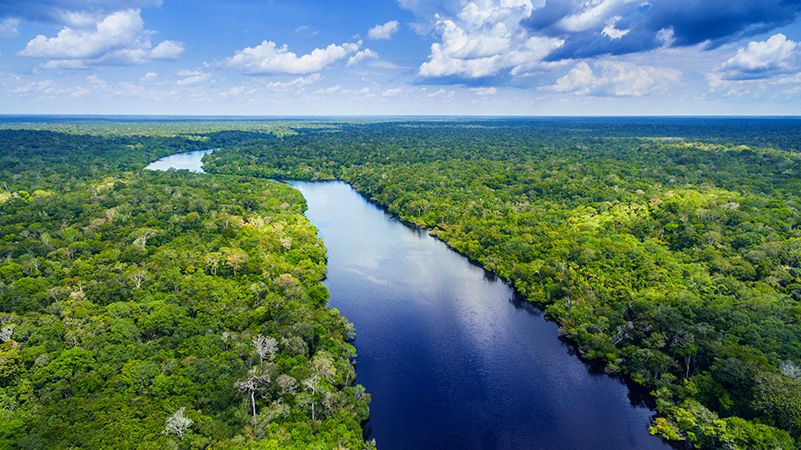 World Bank launches ‘largest ever’ outcome bond to fund Amazon reforestation