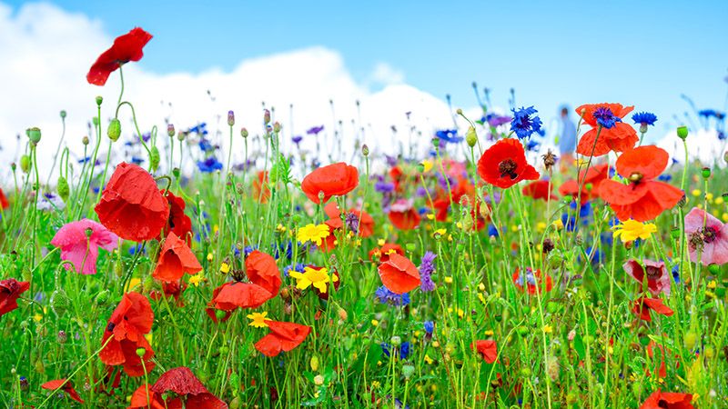 Different types of flowers in green field with variety of colors