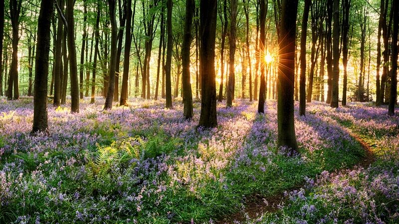 Path through bluebell woods in early morning sunrise