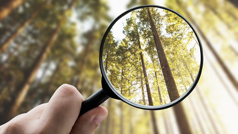 Magnifying glass focusing a forest - Environmental conservation concept