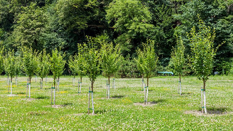 Group of little trees growing in garden