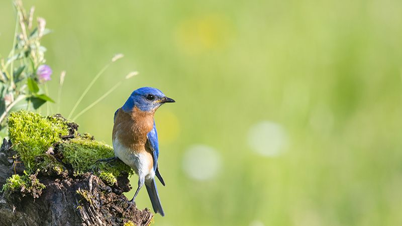 Boutique Capital Partners announces SCC partnership to protect bird wildlife