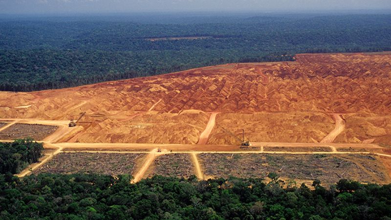 Deforestation: Companies must see the wood from the trees