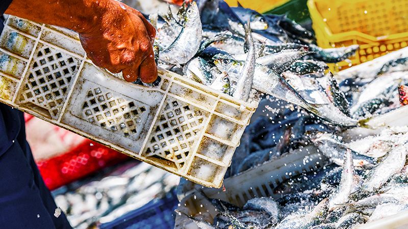 SBTN launches first ocean science-based targets for seafood