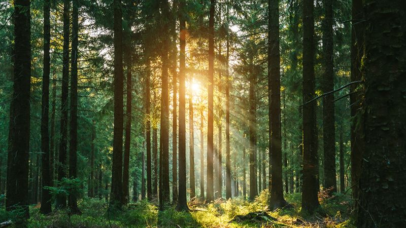 BNP Paribas launches sustainable forestry fund