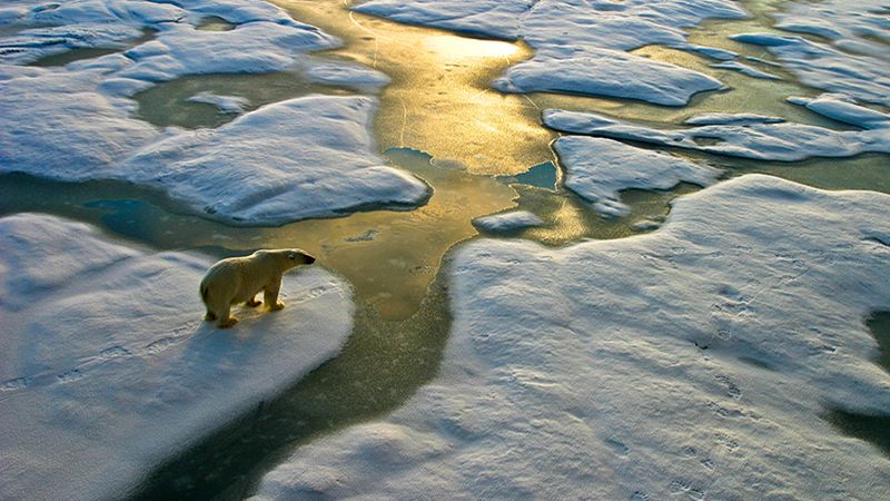 Polar bear on a wide surface of ice in the russian arctic close to Franz Josef Land.The light a