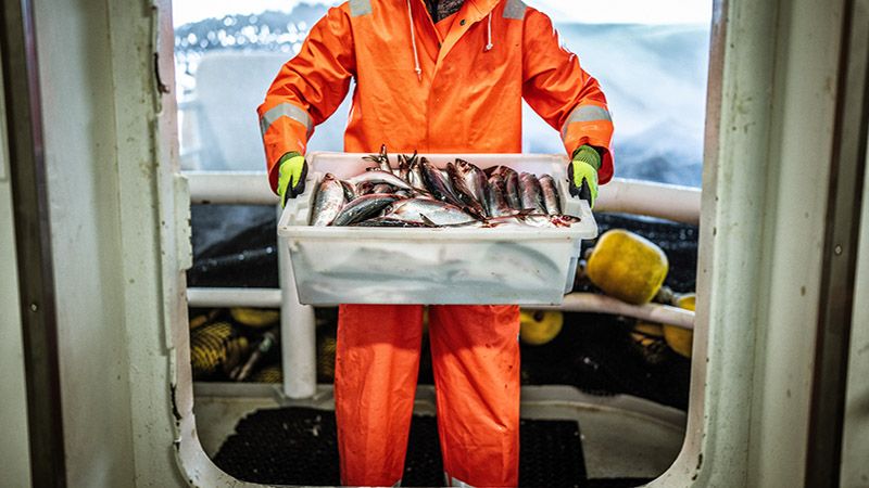 FAIRR: Seafood supply chains remain blurry