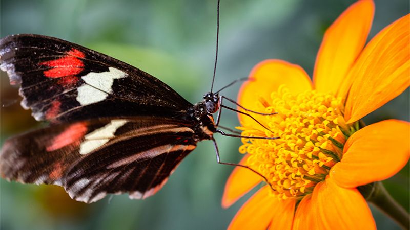 A macro shot of a postman butterfly with its red, black and white patterned wings, resting and feeding on a flower in a butterfly house.