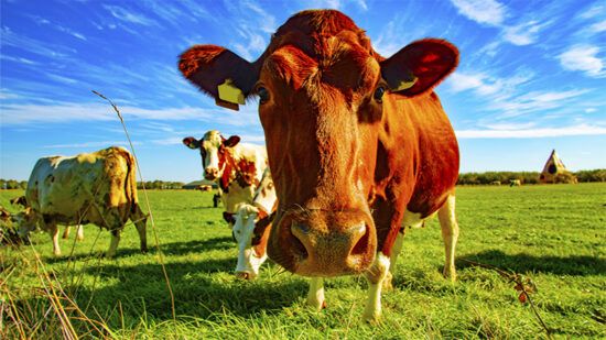 Nature-based solutions ‘best way’ to reduce livestock emissions