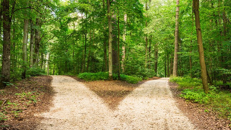 Forked roads in green forest