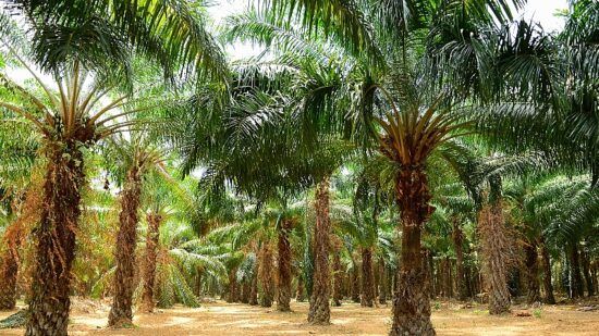 Revenues for Nature to fund seven projects to unlock nature restoration investment