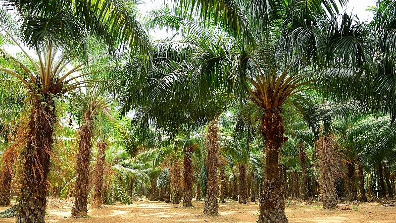 Palm Oil plantation