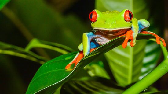 Top biodiversity stocks to watch