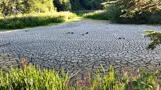 Lack of investment in nature poses growing risks to UK businesses, experts warn