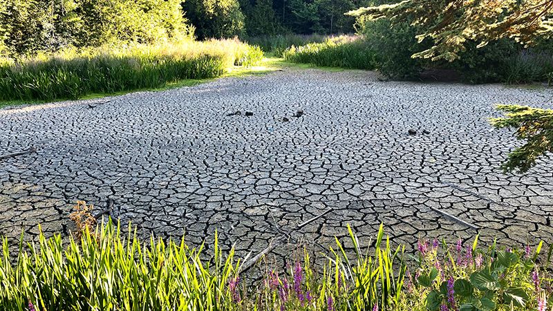 Lack of investment in nature poses growing risks to UK businesses, experts warn